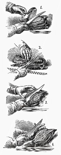 Carving poultry (illustration)