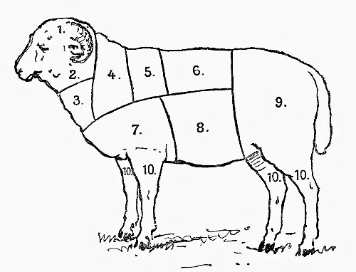 Ram (illustration)