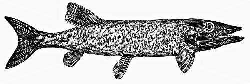 Pike (illustration)