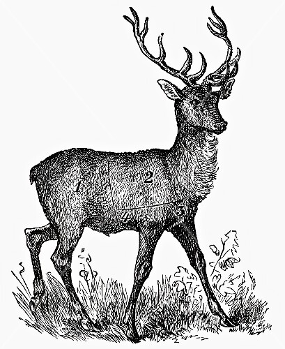 Stag (illustration)