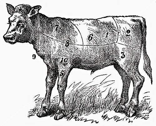 Kalb (Illustration)