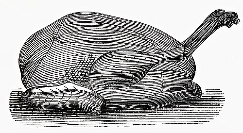 Capon (illustration)