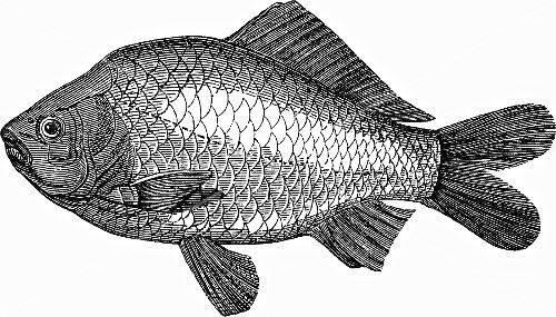 Crucian carp (illustration)