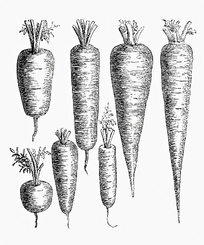 Verschiedene Möhrensorten (Illustration)