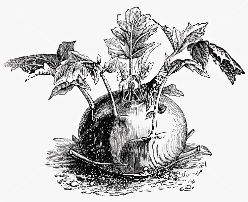 Kohlrabi (illustration)