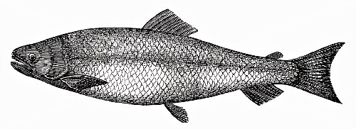 Salmon (illustration)