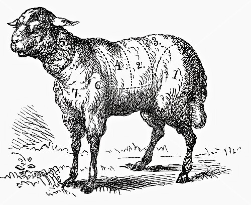 Lamb (illustration)