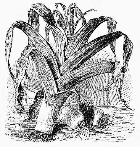 Leek (illustration)