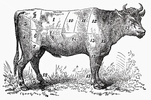 Ochse (Illustration)