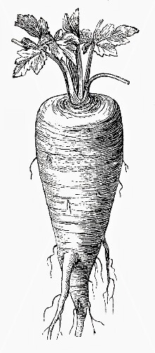 Parsnip (illustration)