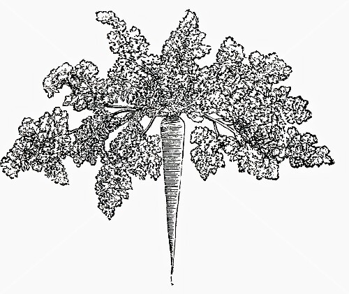 Hamburg parsley (illustration)