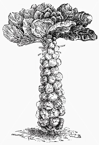 Brussels sprouts (illustration)