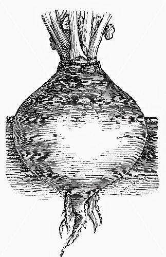 Swede (illustration)