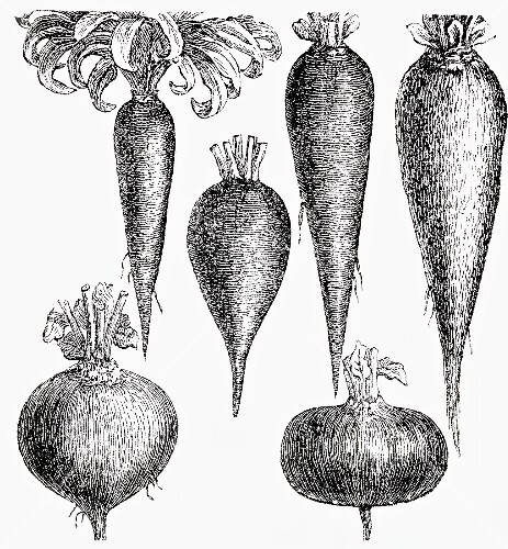 Verschiedene Rüben (Illustration)