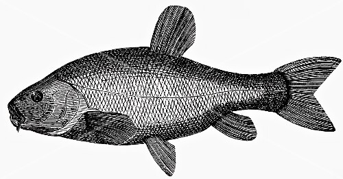 Tench (illustration)