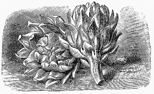 Artichokes (illustration)