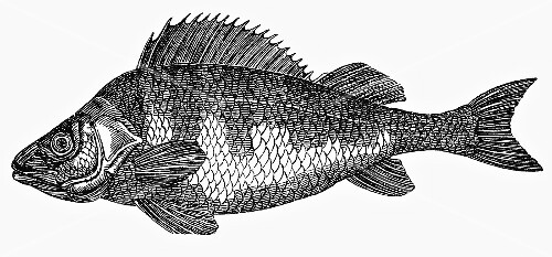 Barsch (Illustration)