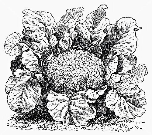 Cauliflower (illustration)