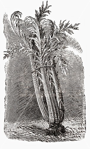 Cardoon (illustration)