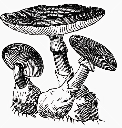 Champignons (Illustration; 2)