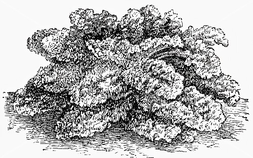 Curly kale (illustration)