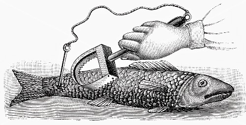 Scaling fish (illustration)
