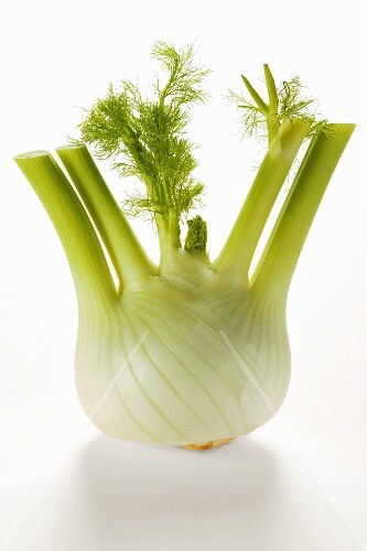 Fennel bulb