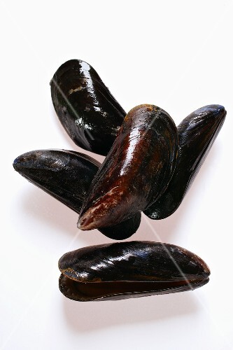 Mussels