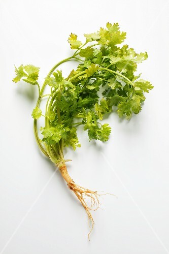 Frischer Koriander mit Wurzel