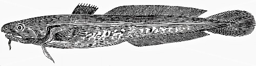 Burbot (illustration)