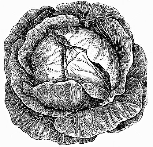 White cabbage (illustration)