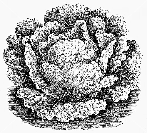 Savoy (illustration)