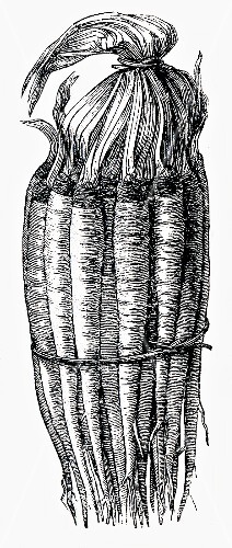 A bundle of salsify (illustration)
