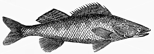 Pike-perch (illustration)