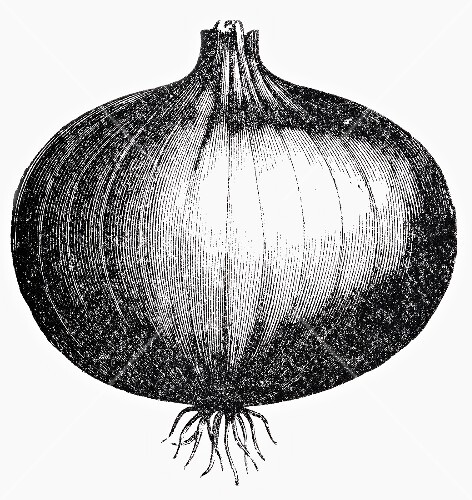 Onion (illustration)