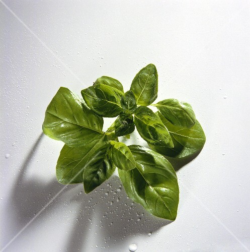 Basil; drops of water