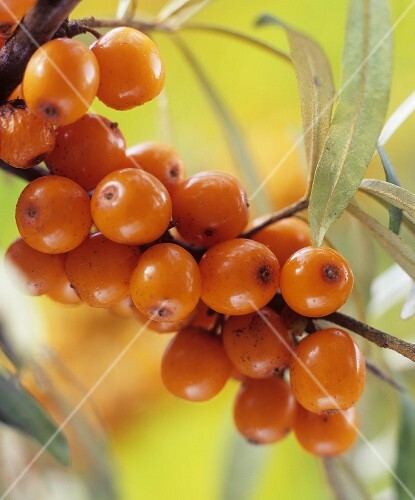Sea buckthorn berries