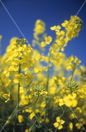 Flowering oilseed rape