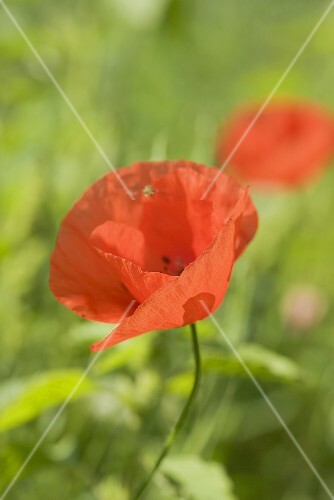 Poppy flower