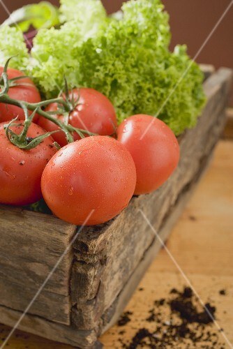Fresh tomatoes and lettuce in wooden box