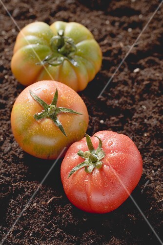 Three tomatoes on soil