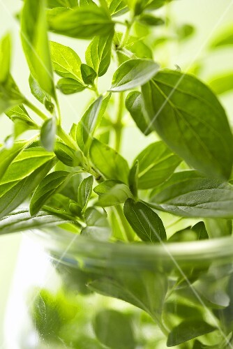 Oregano