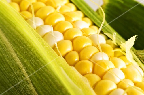 Partially Shucked Ear of Corn