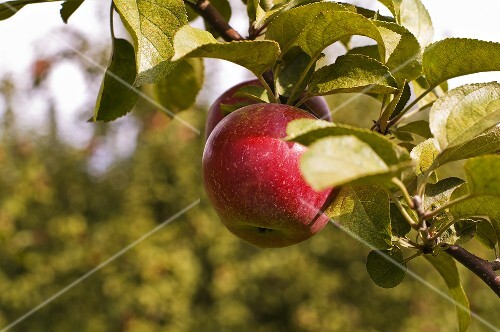 An apple on a tree