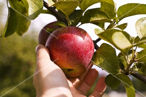 Apples being picked