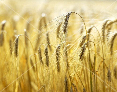 Ears of barley in the field