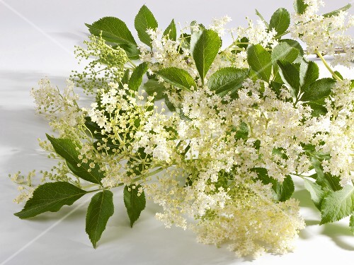 Branch of elderflowers
