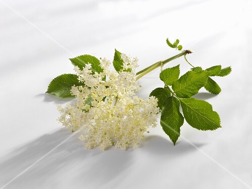 Elderflowers with leaves