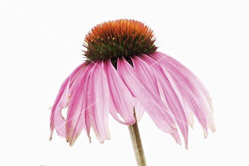 Purple coneflower (Echinacea purpurea)
