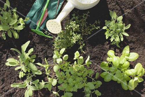 A herb garden (detail)